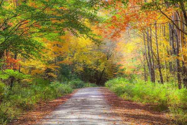 Gulin, Sylvia 아티스트의 USA-New England-Maine-Wild River gravel road lined with Fall colored Birch and Maple trees작품입니다.